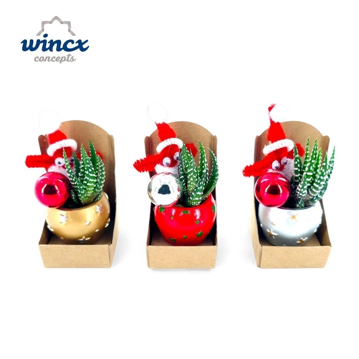 <h4>Concepts® - Christmas Dobbel met stuksverpakking</h4>