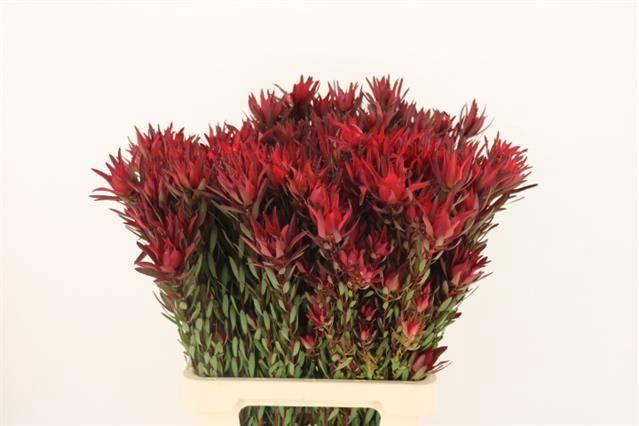 <h4>LEUCAD SAL BLUSH</h4>