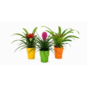 Bromelia 9cm Gemengd Cancun