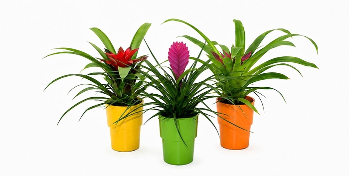 <h4>Bromelia 9cm Gemengd Cancun</h4>