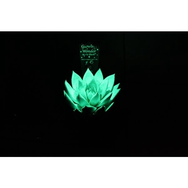 <h4>Glowing Star in the Dark - without potcover</h4>