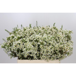 CHAMELAUCIUM IVORY PEARL