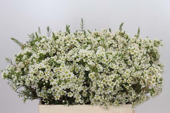 <h4>Chamelaucium Ivory Pearl</h4>