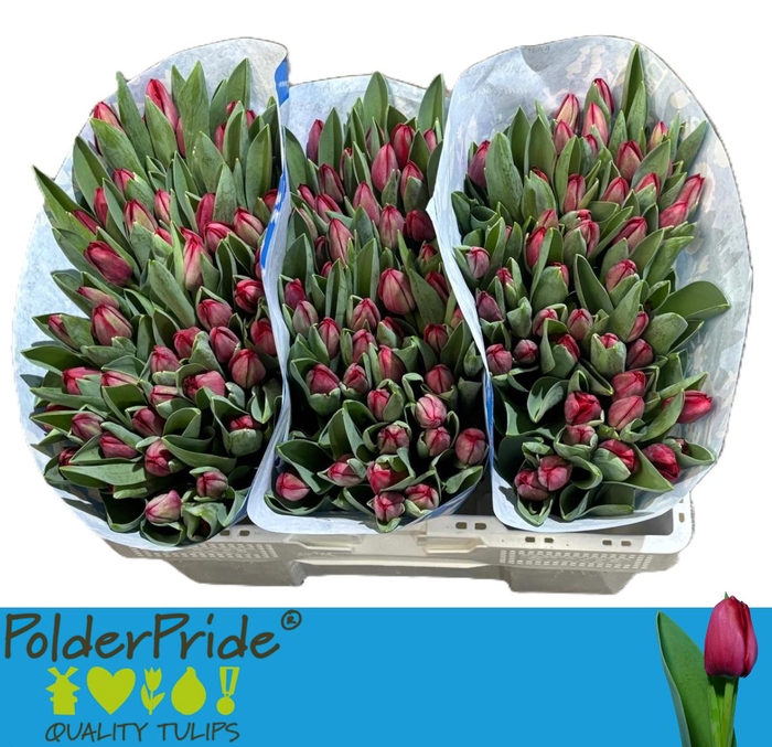 <h4>TU EN ILE DE FRANCE</h4>