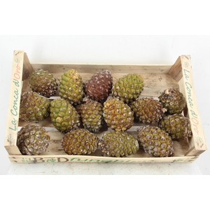 DECOGROEN OV