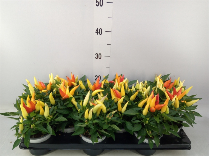 <h4>Capsicum annuum 'Joker'</h4>