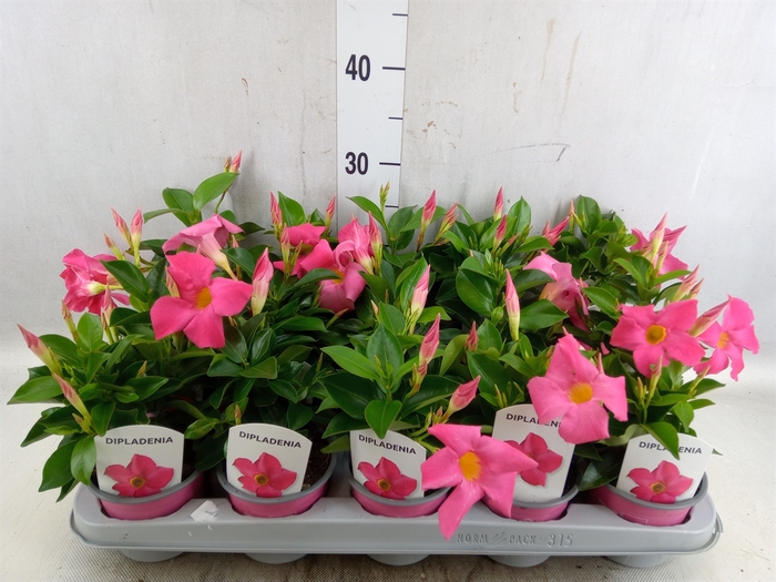 <h4>Mandevilla sand. 'Rio Pink'</h4>