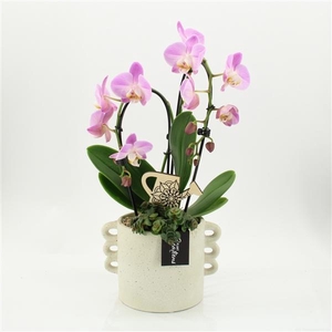 Arrangementen Phalaenopsis mt H%