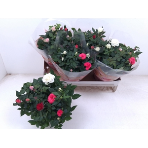 RO FAV FESTIV GEM IP