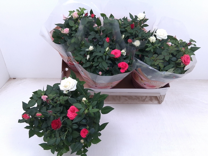 <h4>RO FAV FESTIV GEM IP</h4>