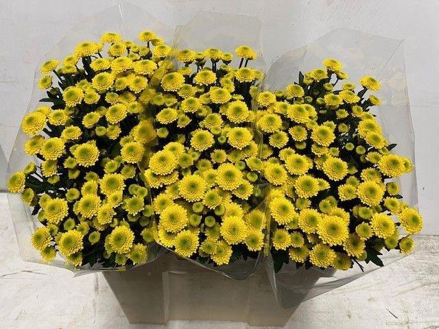 <h4>CHR S AAA AURINKO</h4>