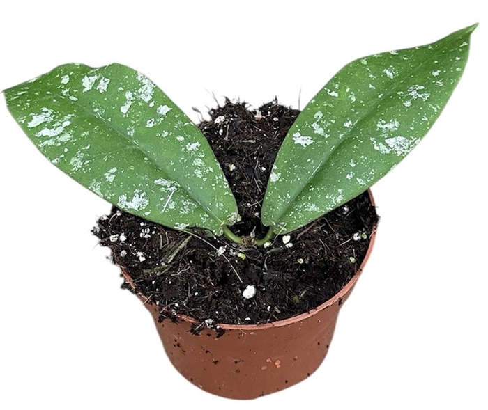 <h4>Hoya Mitrata Splash</h4>