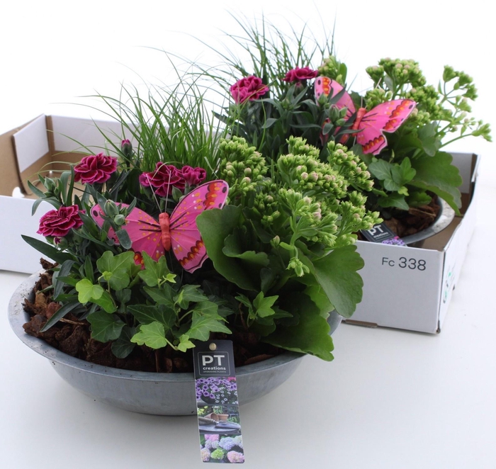 <h4>ARR TUINPLANTEN</h4>