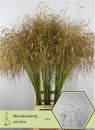 <h4>Stipa Gigantea</h4>