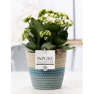 Kalanchoe white in P&PURE Fashionpot Valerie