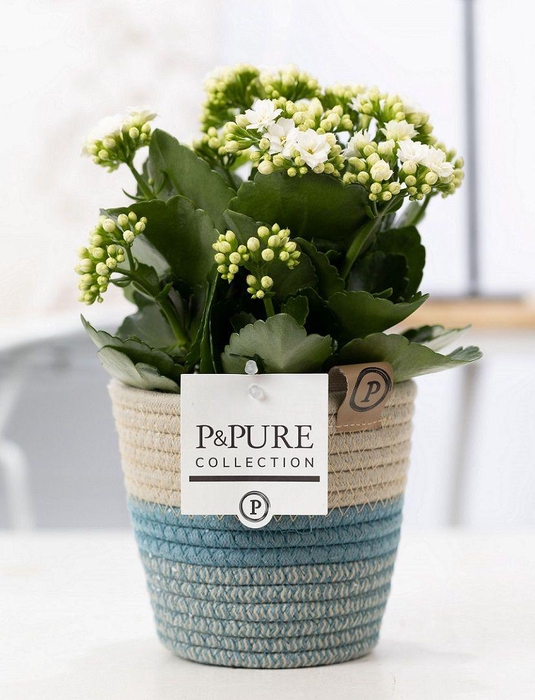 <h4>Kalanchoe white in P&PURE Fashionpot Valerie</h4>