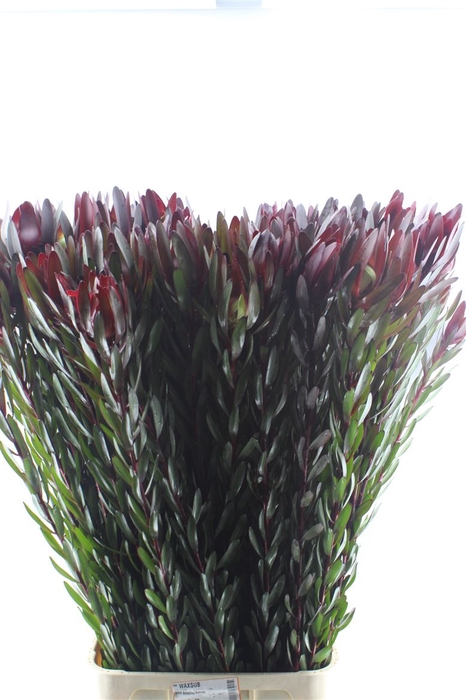 <h4>Leucad Saf Sunset</h4>