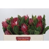 Protea Cynaroides Madiba