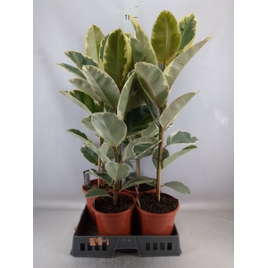 Ficus elastica 'Tineke'