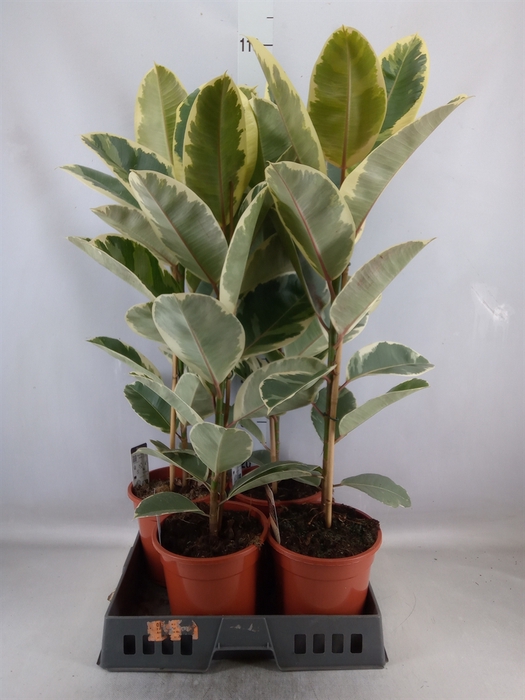 <h4>Ficus elastica 'Tineke'</h4>