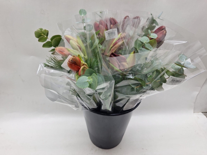 <h4>Mono Amaryllis/Pinus/Cynerea</h4>