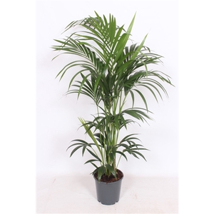 Howea forsteriana 6 per pot