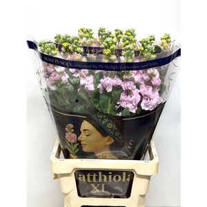 Matth Iron Cherry Bl (it.)