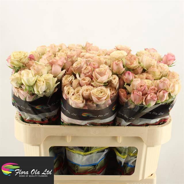 <h4>R TR DESTINI</h4>