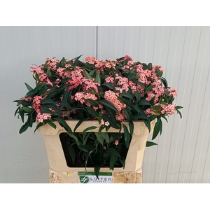 EUPH FU PINK BARON