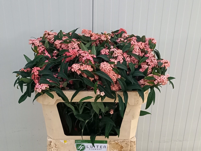 <h4>EUPH FU PINK BARON</h4>
