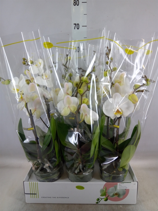 <h4>Phalaenopsis   ...white</h4>