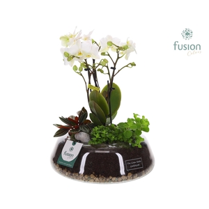 Green Bottle Christel Large met 4tak Phalaenopsis Arrangement 24 uur levertijd