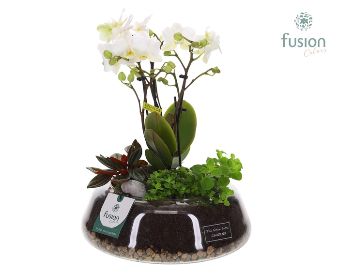 <h4>Green Bottle Christel Large met 4tak Phalaenopsis Arrangement 24 uur levertijd</h4>