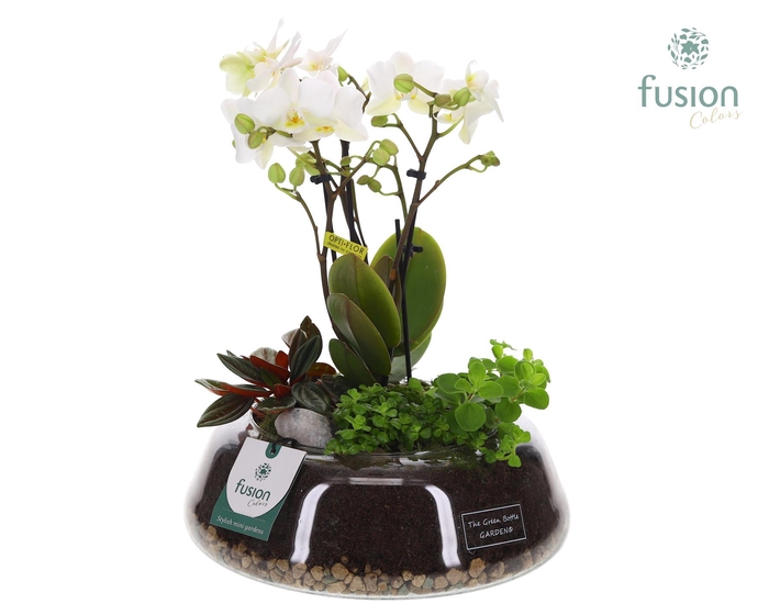 <h4>Green Bottle Christel Large met 4tak Phalaenopsis Arrangement 24 uur levertijd</h4>