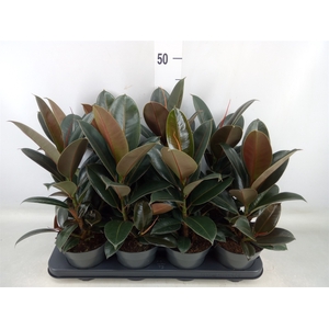 Ficus elastica 'Melany'