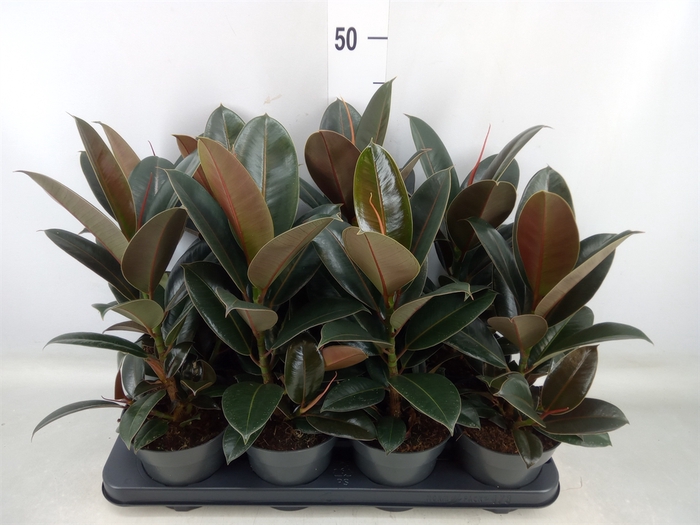 <h4>Ficus elastica 'Melany'</h4>