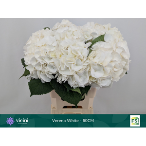 Hydr Verena White 60 cm Vicini