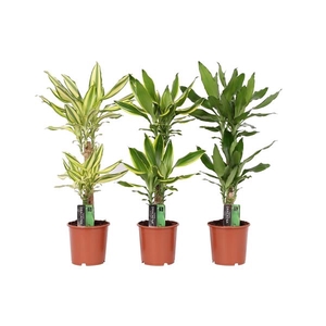 Dracaena fragrans overig gemengd 3 soorten