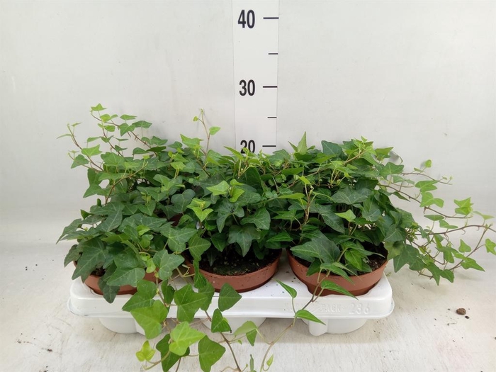 <h4>Hedera helix 'Anna'</h4>