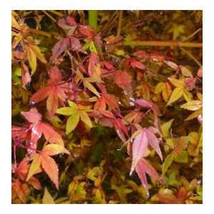 Acer palmatum