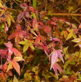 <h4>Acer palmatum</h4>