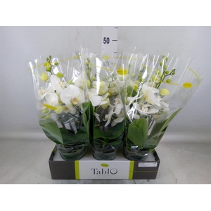 Phalaenopsis   ...white