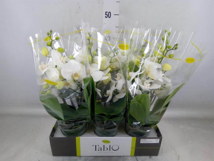 <h4>Phalaenopsis   ...white</h4>