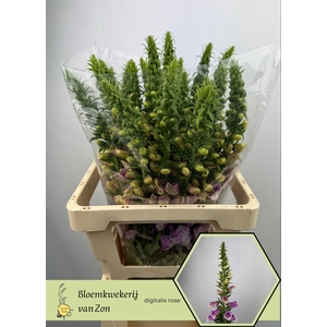 DIGI PURPUREA