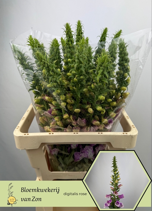 <h4>DIGI PURPUREA</h4>