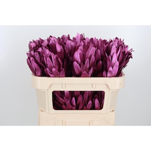 Leucod Kl Bh Metallic Erika