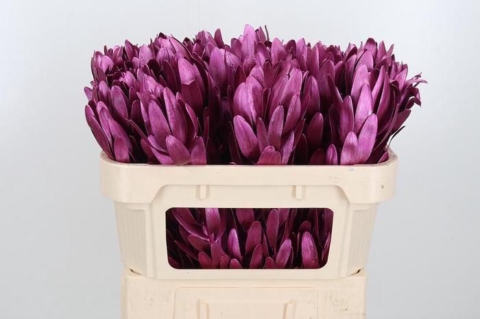 <h4>Leucod Kl Bh Metallic Erika</h4>