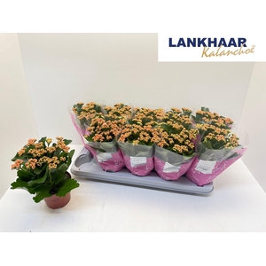 KAL GE PERFECTA PINK