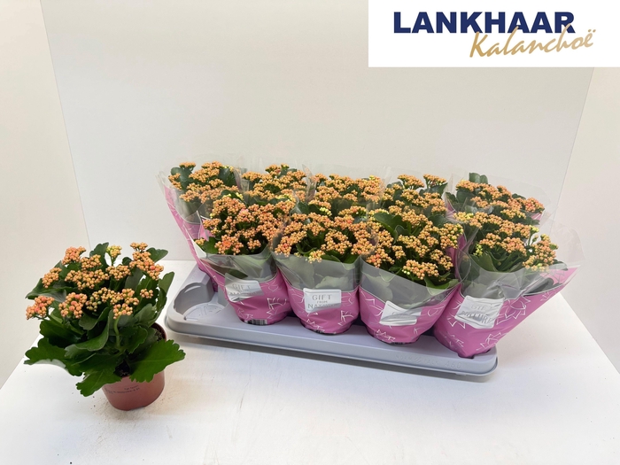 <h4>KAL GE PERFECTA PINK</h4>