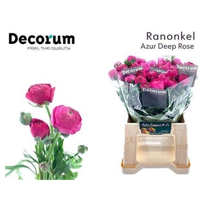 Ran Aazur Deep Rose